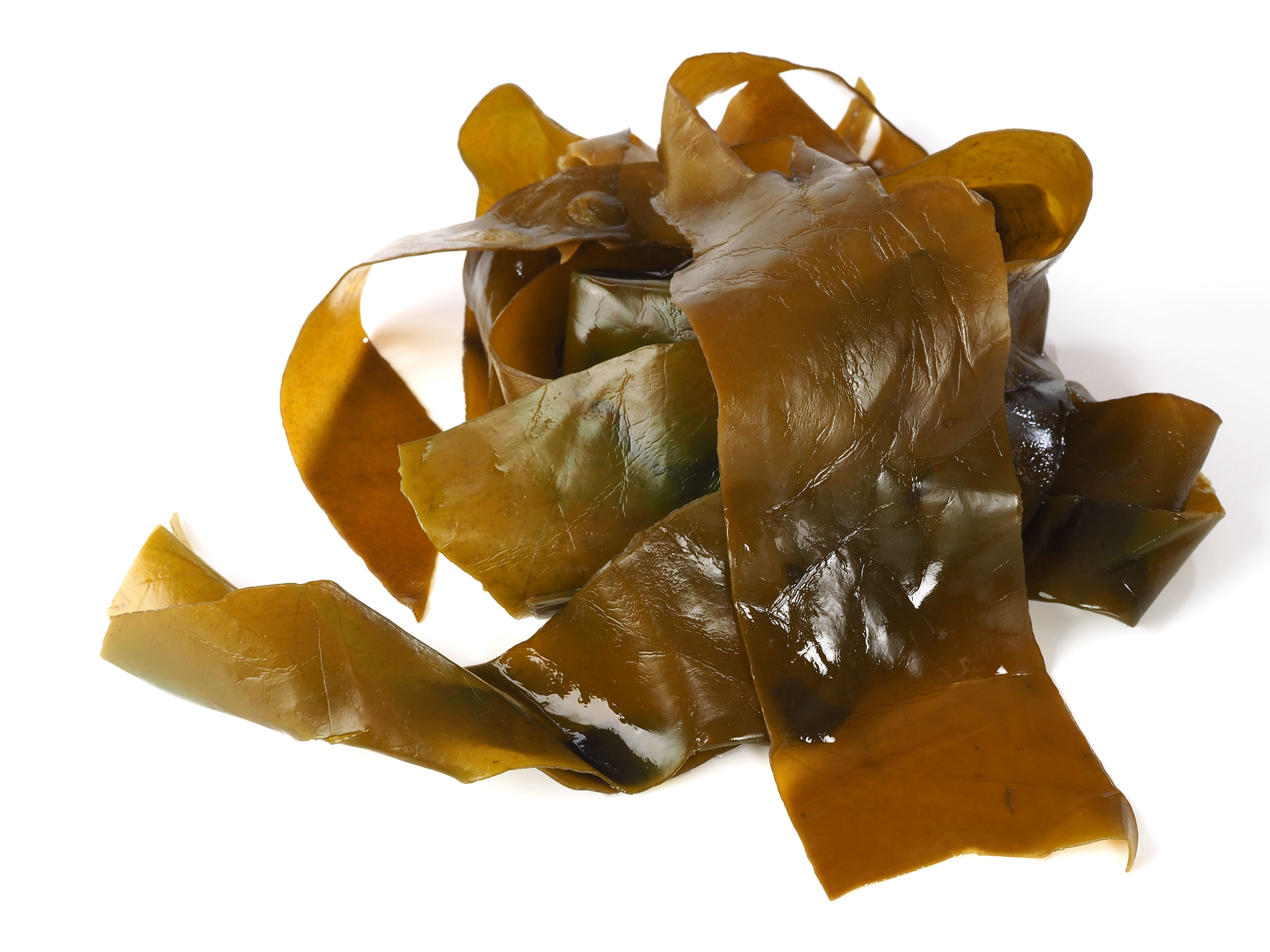 Brown Seaweed